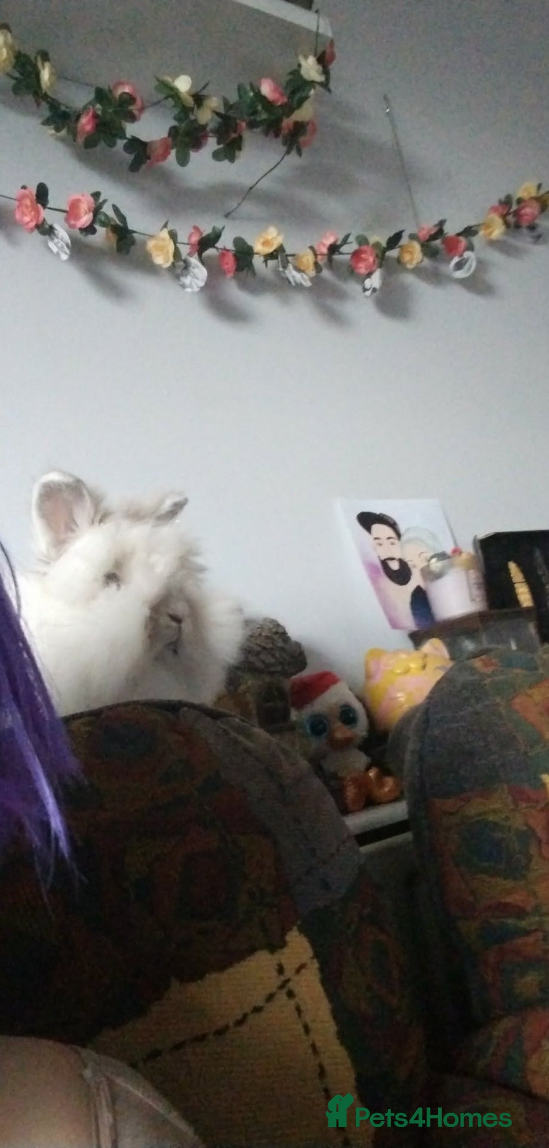 Mixed Breed rabbits for sale: Bunny rabbit  - Advert 1