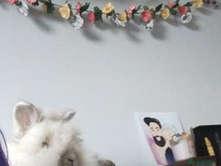 Mixed Breed rabbits Bunny rabbit - Advert 1