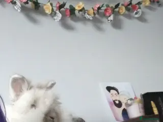 Mixed Breed rabbits Bunny rabbit - Advert 10