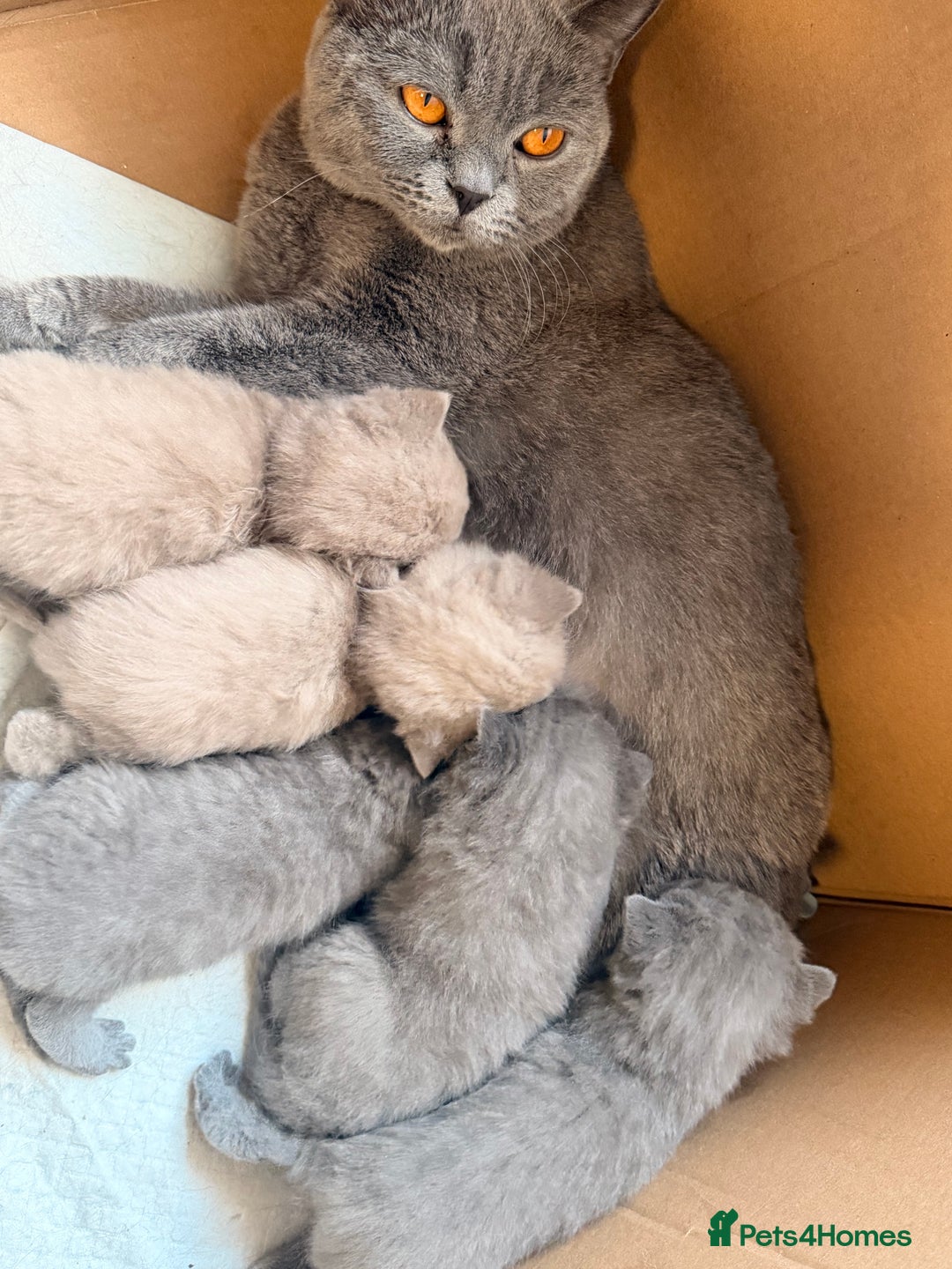 British Shorthair cats for sale: Beautiful big British Shorthair Kittens - Advert 23