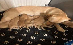 Labrador Retriever dogs for sale: Fox red Labrador - Image 5