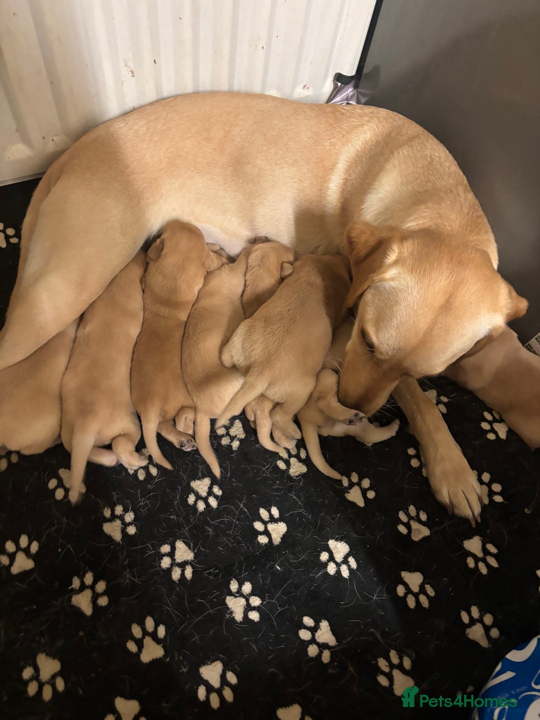 Labrador Retriever dogs for sale: Fox red Labrador - Image 5