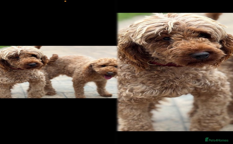 Miniature Poodle dogs in Doncaster - Advert 22