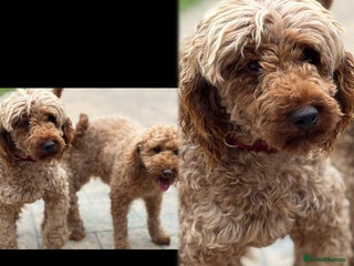 Miniature Poodle dogs in Doncaster - Advert 22