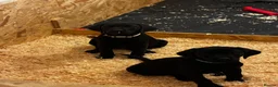 Labrador Retriever dogs for sale: Black Labrador’s in York - Advert 5