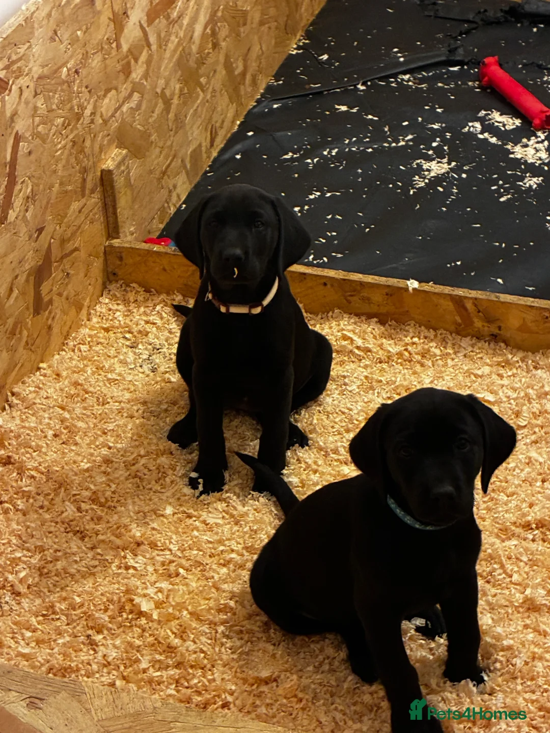Labrador Retriever dogs for sale: Black Labrador’s in York - Advert 5