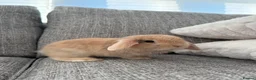 Mini Lop rabbits for sale: Mini lop Bunnies  - Advert 2