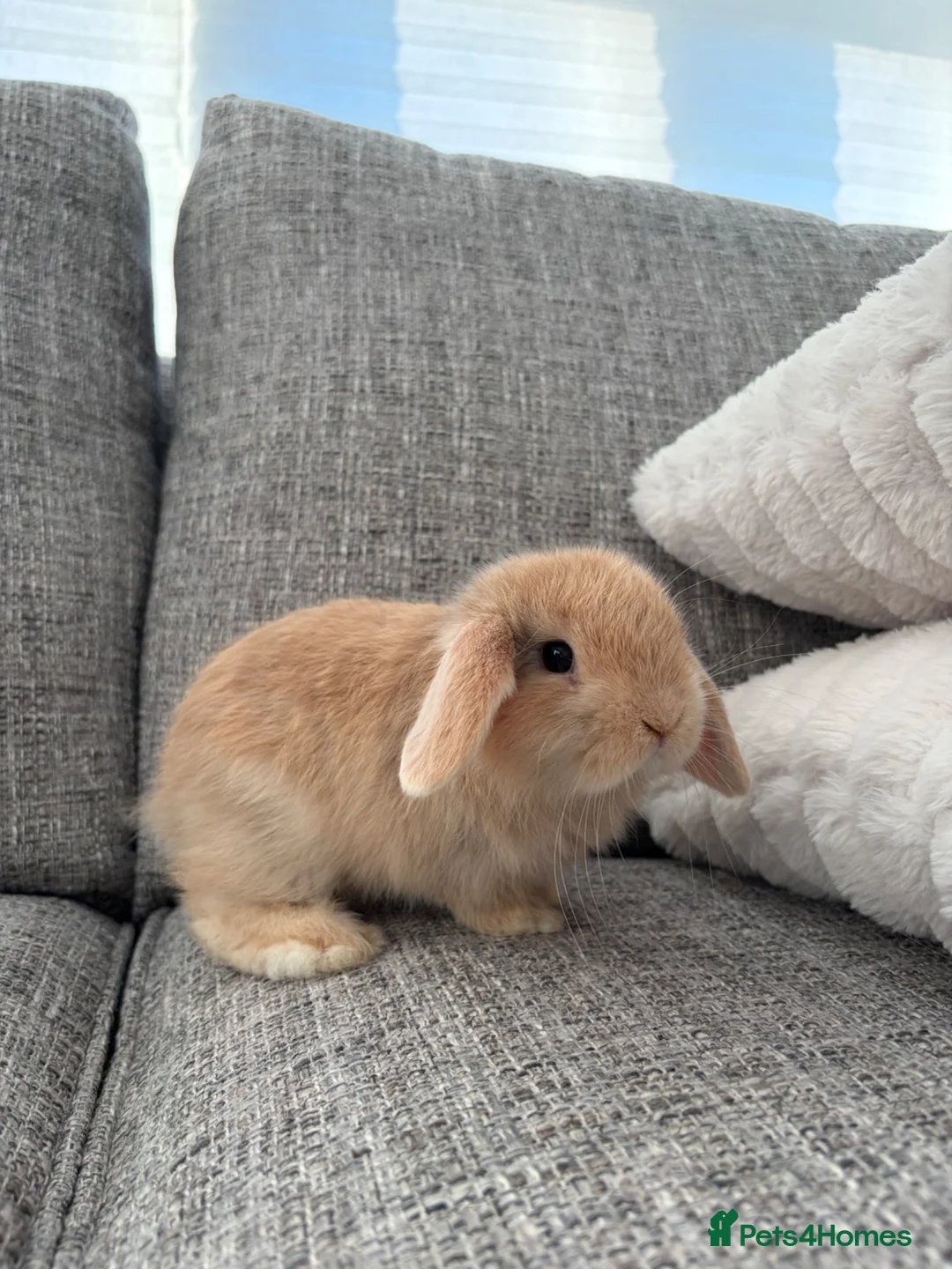 Mini Lop rabbits for sale: Mini lop Bunnies  - Advert 2