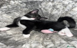 Mixed Breed cats for sale: Beautiful kittens ready for loving new homes.  - Image 22