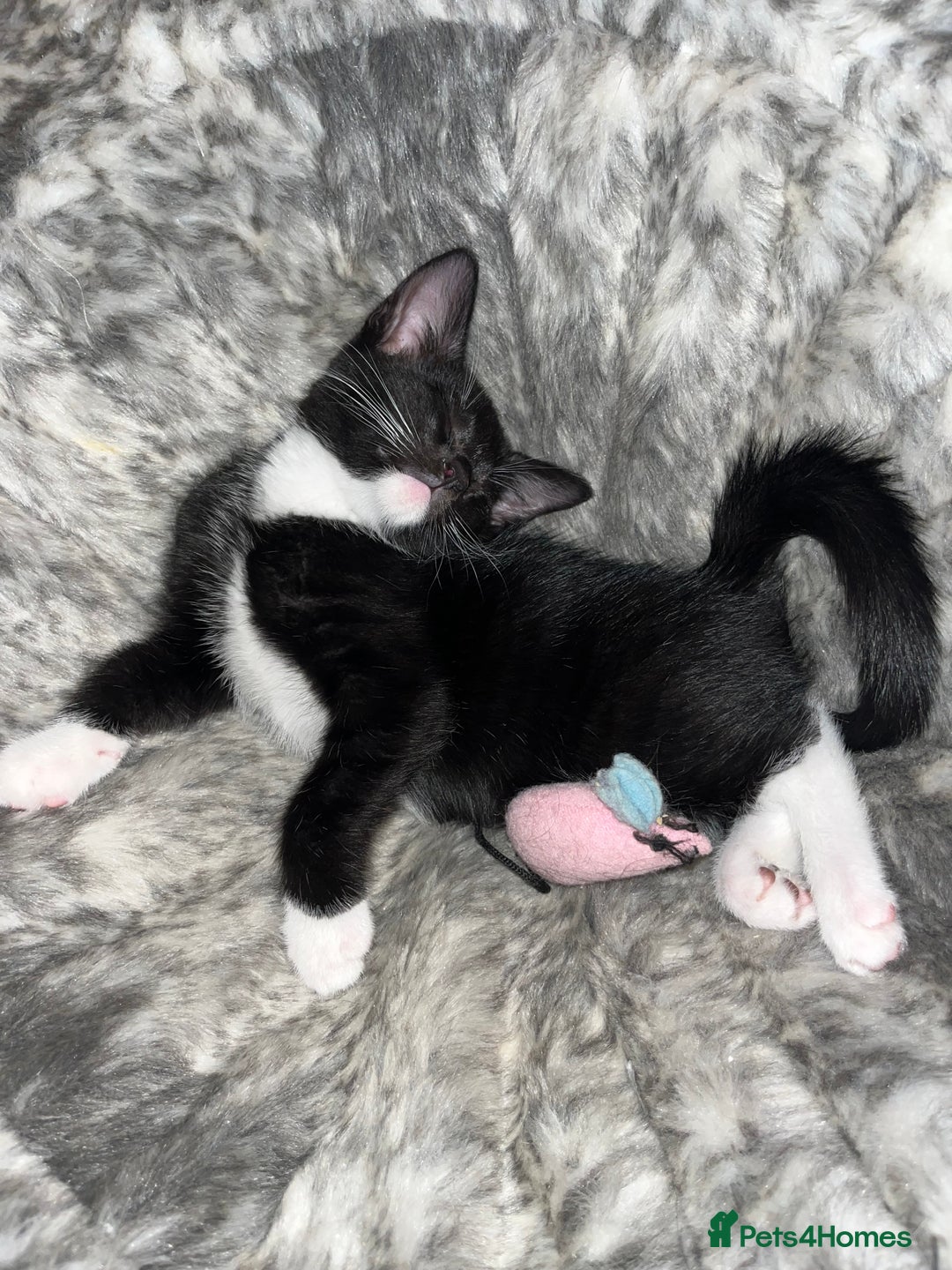 Mixed Breed cats for sale: Beautiful kittens ready for loving new homes.  - Image 22