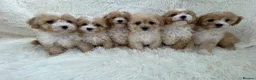 Maltipoo dogs for sale: 🐾 toy Maltipoo puppy’s 🐾 - Advert 5