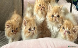 Persian cats for sale: Perfect pure breed Persian kitten 1 left reduced - Image 3
