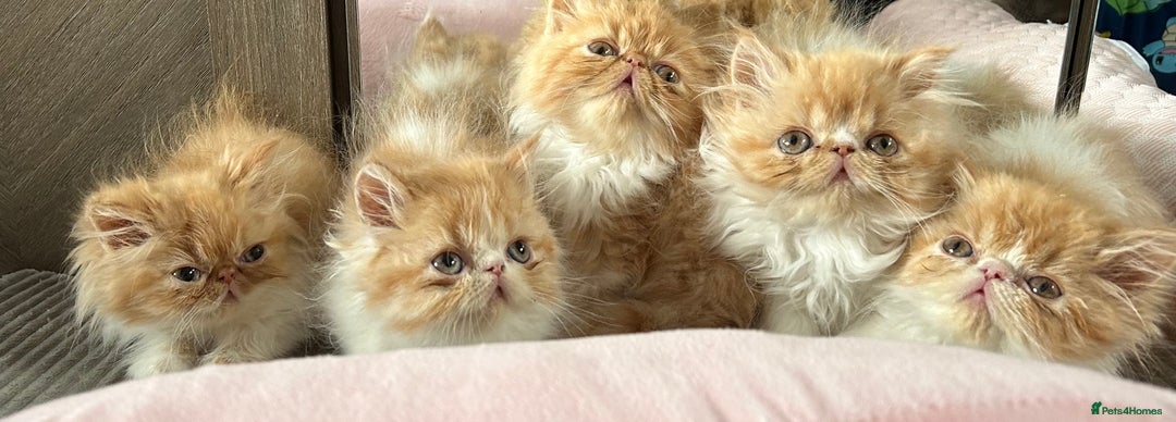 Persian cats for sale: Perfect pure breed Persian kitten 1 left reduced - Image 3