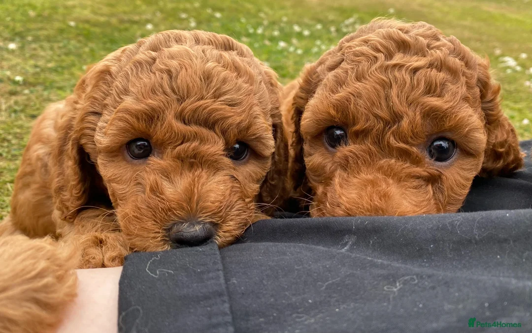 Miniature Poodle dogs for stud: Red KC registered miniature poodle - Health tested in Livingston - Advert 11