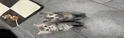 Mixed Breed cats for sale: Beautiful grey Fluffy Kittens! - Advert 9