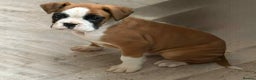 Boxer dogs for sale: Female boxer puppy - Advert 1