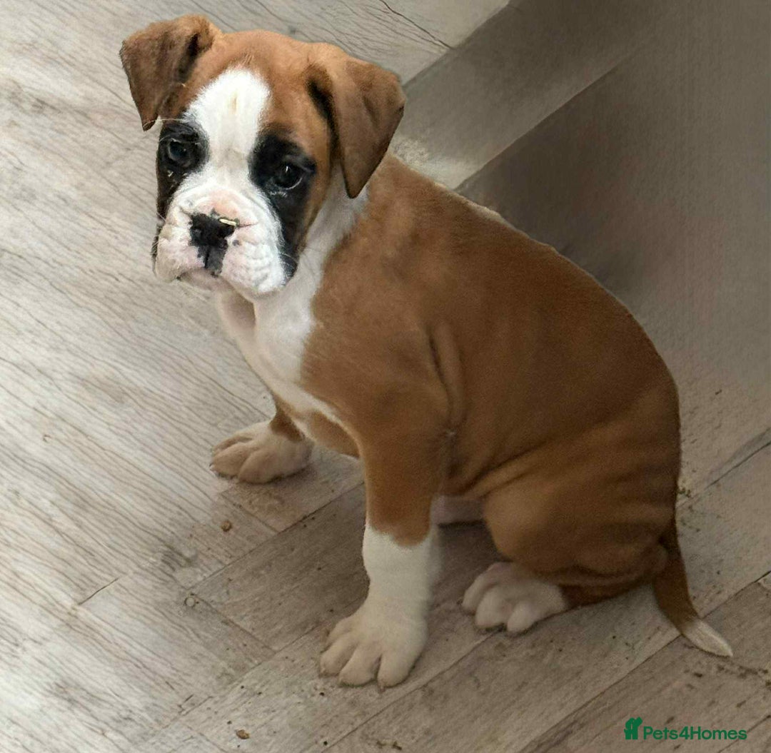 Boxer dogs for sale: Female boxer puppy - Advert 1