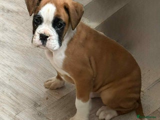 Boxer dogs Female boxer puppy - Advert 8
