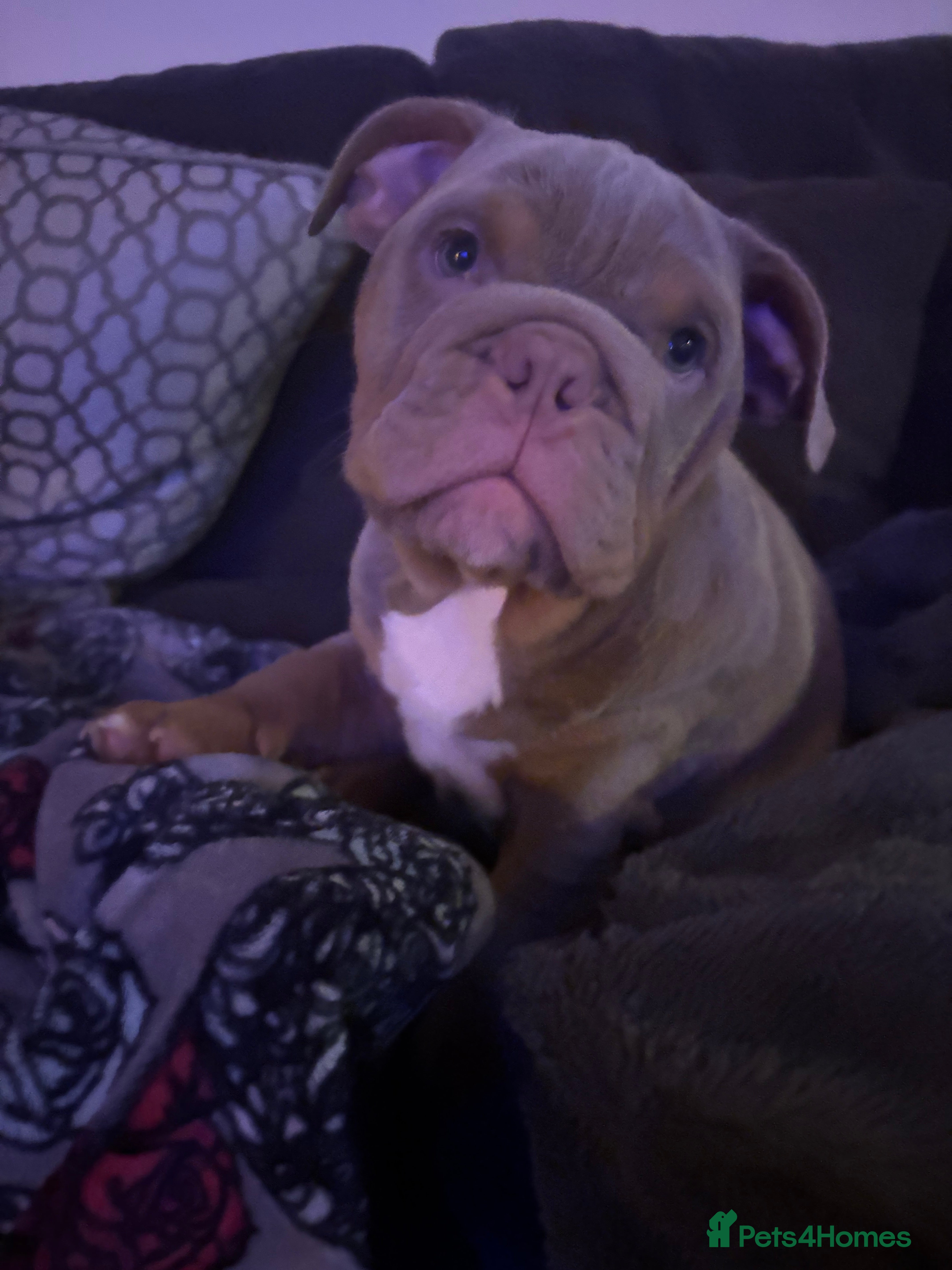 English Bulldog dogs LAST Englishbulldog 'lilac' puppy READY 8TH DEC 25 - Advert 17