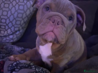 English Bulldog dogs LAST Englishbulldog 'lilac' puppy READY 8TH DEC 25 - Advert 17