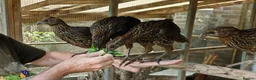 Mixed Breed birds for sale: Temminck's Tragopans Males and Females pheasant - Advert 13