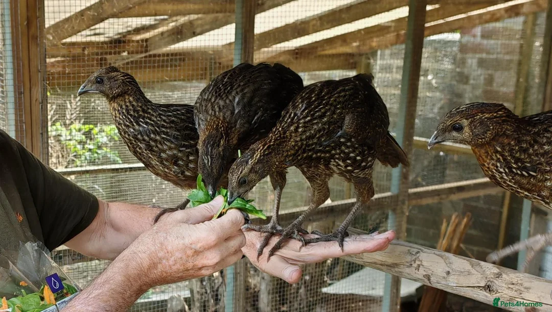 Mixed Breed birds for sale: Temminck's Tragopans Males and Females pheasant - Advert 13
