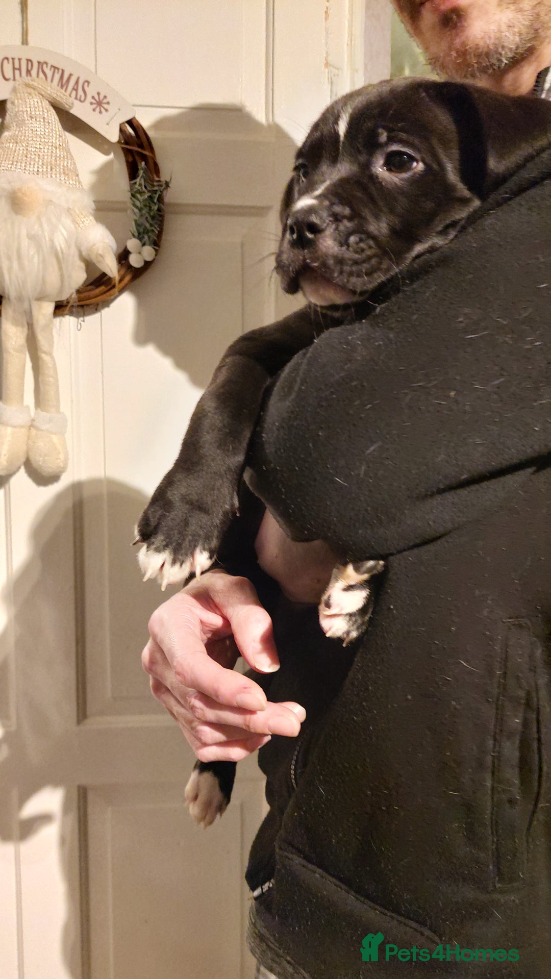 Mixed Breed dogs for sale: Cane Corso cross American bulldog puppy's  - Advert 17