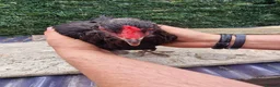 Mixed Breed poultry for sale: Stunning variety of hens cocks and drakes  - Advert 5