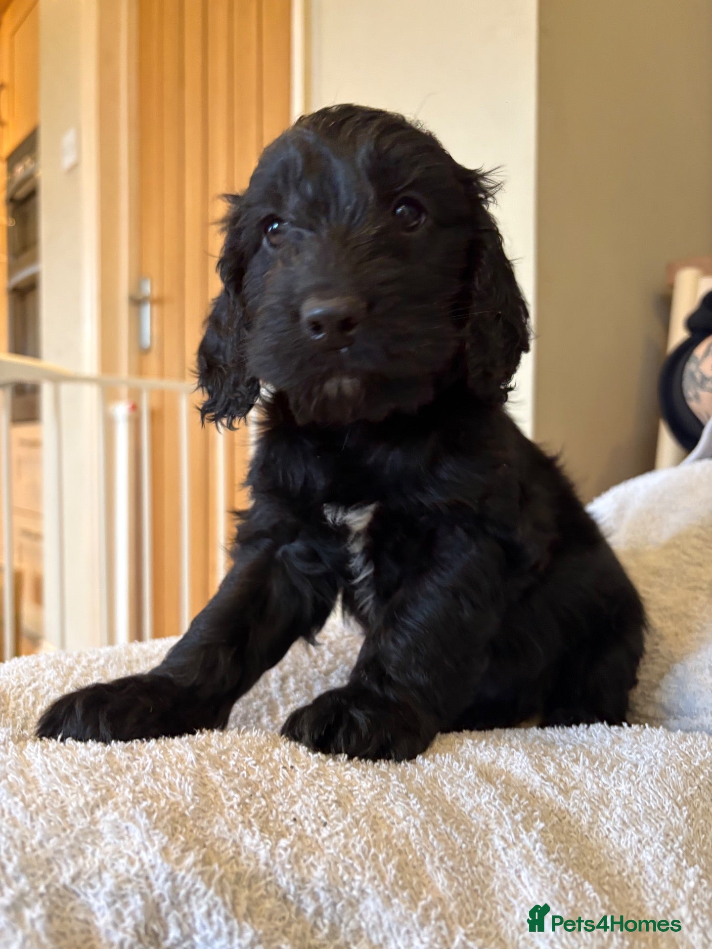 Cockapoo dogs Cockapoo Puppies   Gorgeous! - Advert 10