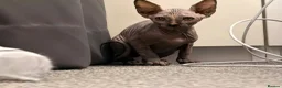 Sphynx cats for sale: Three 😍Sphynx Kittens  in Corby - Advert 4