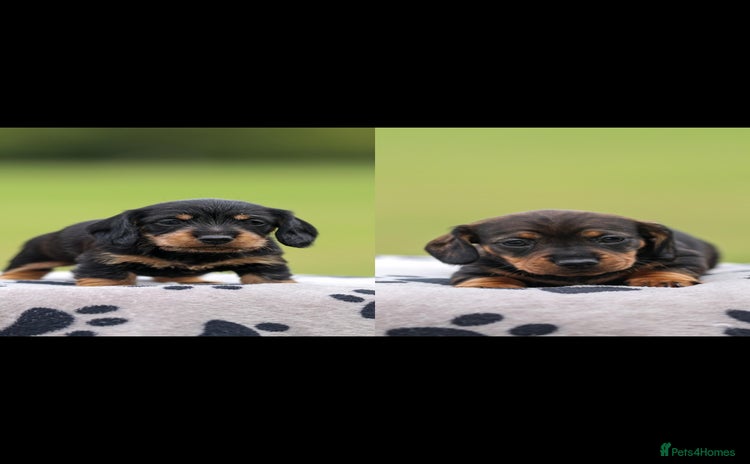 Dachshund dogs - Advert 1