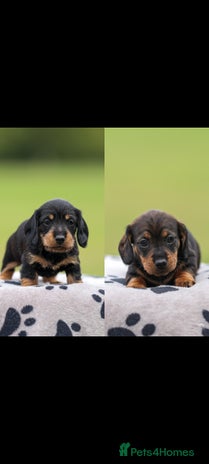 Dachshund dogs - Advert 1