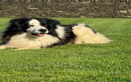 Border Collie dogs for sale: Superb litter of purebred Border Collie puppies  - Image 28