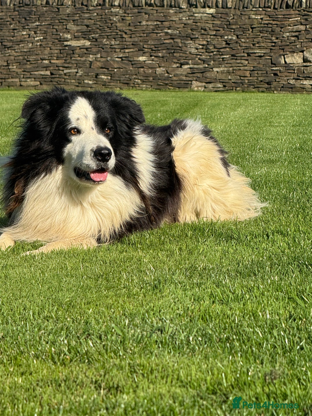 Border Collie dogs for sale: Superb litter of purebred Border Collie puppies  - Image 28