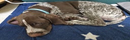 German Shorthaired Pointer dogs for sale: 3 GSP puppies for sale  - Advert 9