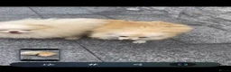 Pomeranian dogs for sale: Pomeranian pups in London - Advert 2