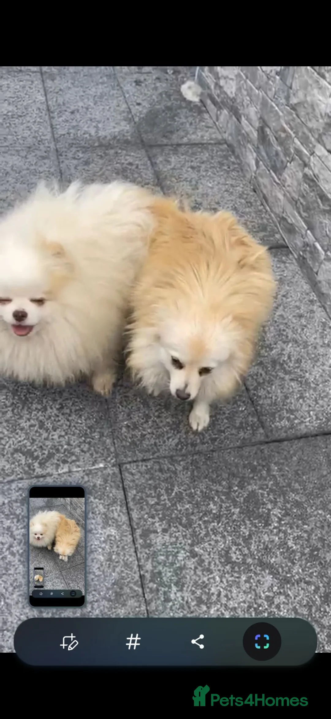 Pomeranian dogs for sale: Pomeranian pups in London - Advert 2