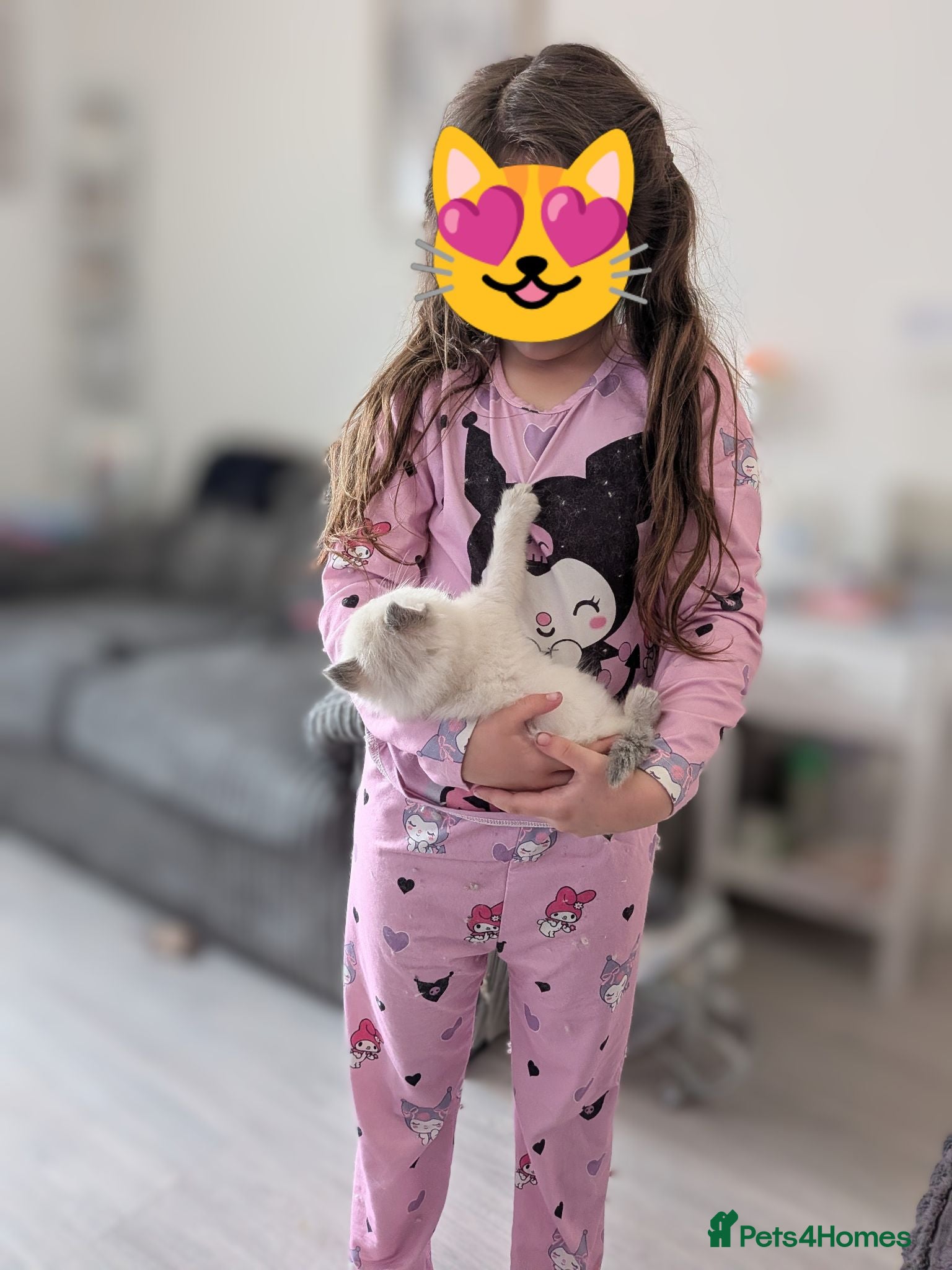Ragdoll cats 🐾Ragdoll kittens for sale🐾 - Advert 2