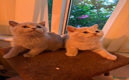 British Shorthair cats for sale: British Shorthair kittens - Image 14