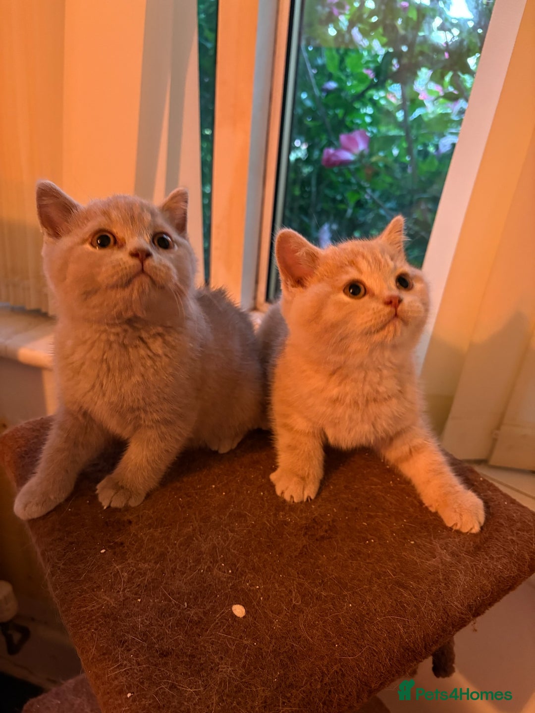 British Shorthair cats for sale: British Shorthair kittens - Image 14