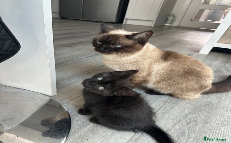 Domestic Shorthair cats - Advert 6