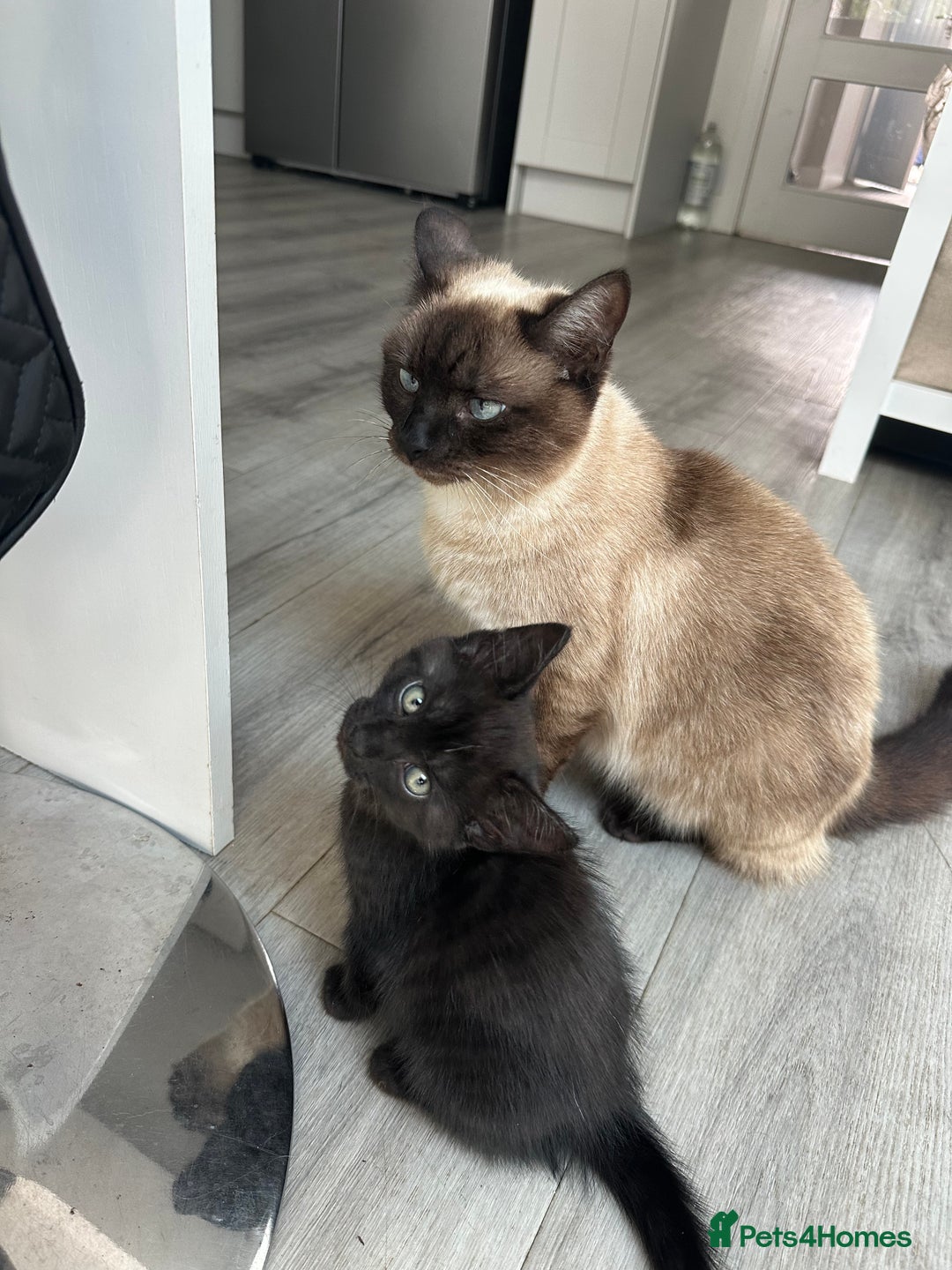 Domestic Shorthair cats for sale: 2 Remaining- Ready to go - Adorable kittens - Image 2