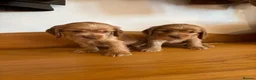 Cocker Spaniel dogs for sale: Beautiful KC show cocker spaniels  - Advert 11
