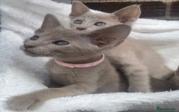 Mixed Breed cats for sale: Oriental X Siamese  - Image 27