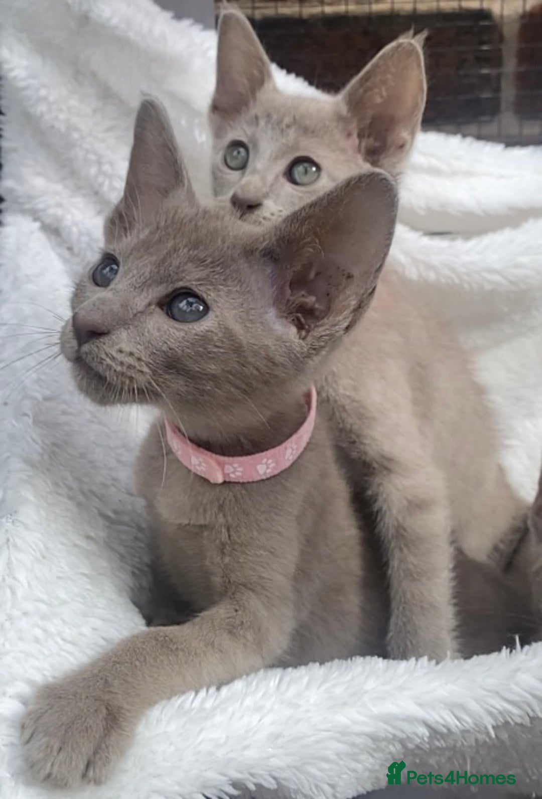 Mixed Breed cats for sale: Oriental X Siamese  - Image 27