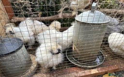 Chickens poultry for sale: Silkie USA Roosters, White, Gold, Gray available.  in London - Image 4