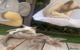 Oriental cats for sale: Oriental/siamese  - Image 9