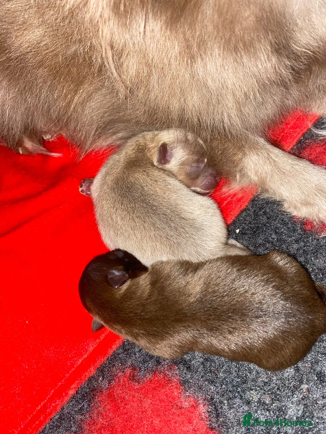 Pomeranian dogs for stud: 💚 RUSSIAN CHOC MERLE 🧸BEAR POM CARRY LILAC/TAN💚 in Romford - Advert 16