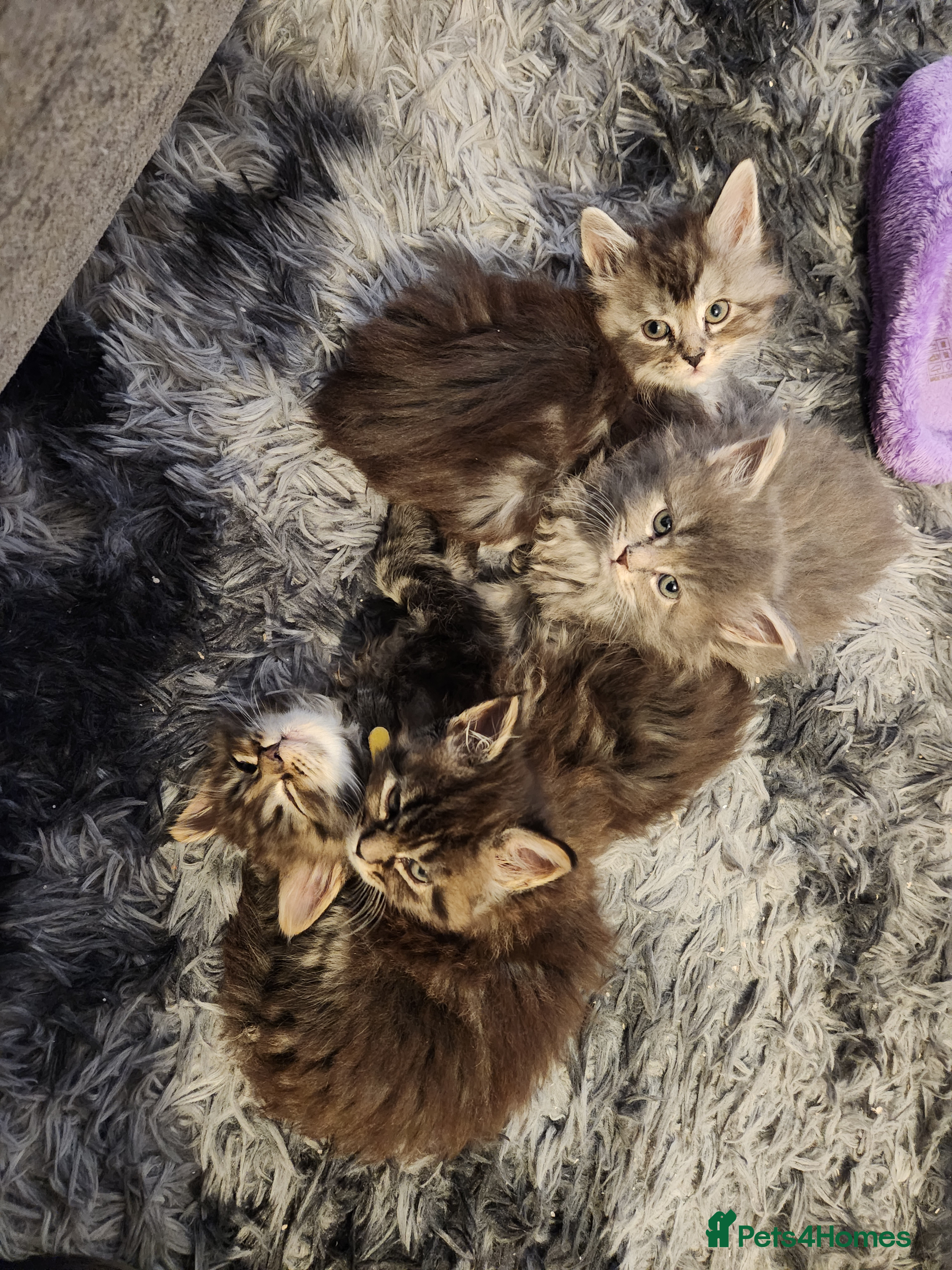 Maine Coon cats Pure Maine coon kittens 4 left boys 3 girls  - Advert 19