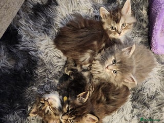 Maine Coon cats Pure Maine coon kittens 4 left boys 3 girls - Advert 19